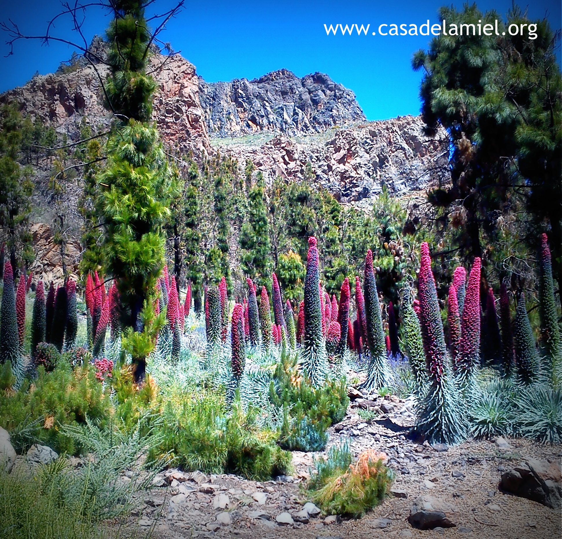 Tajinastes Rojos en el Teide 2014