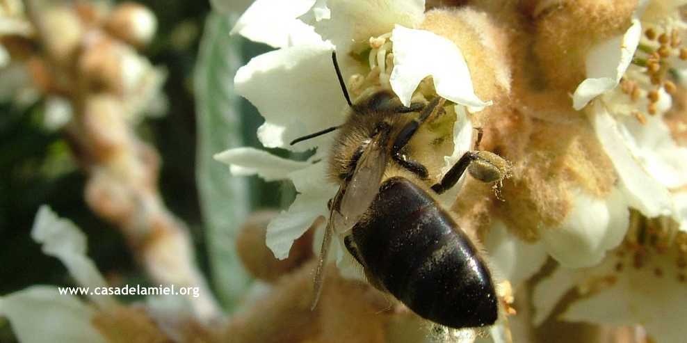 Abeja negra Miel de Tenerife