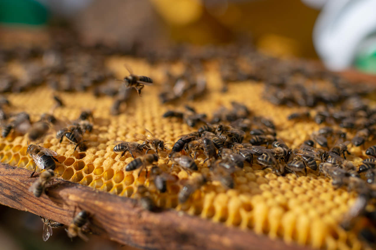 Panal de cría de abeja en Tenerife