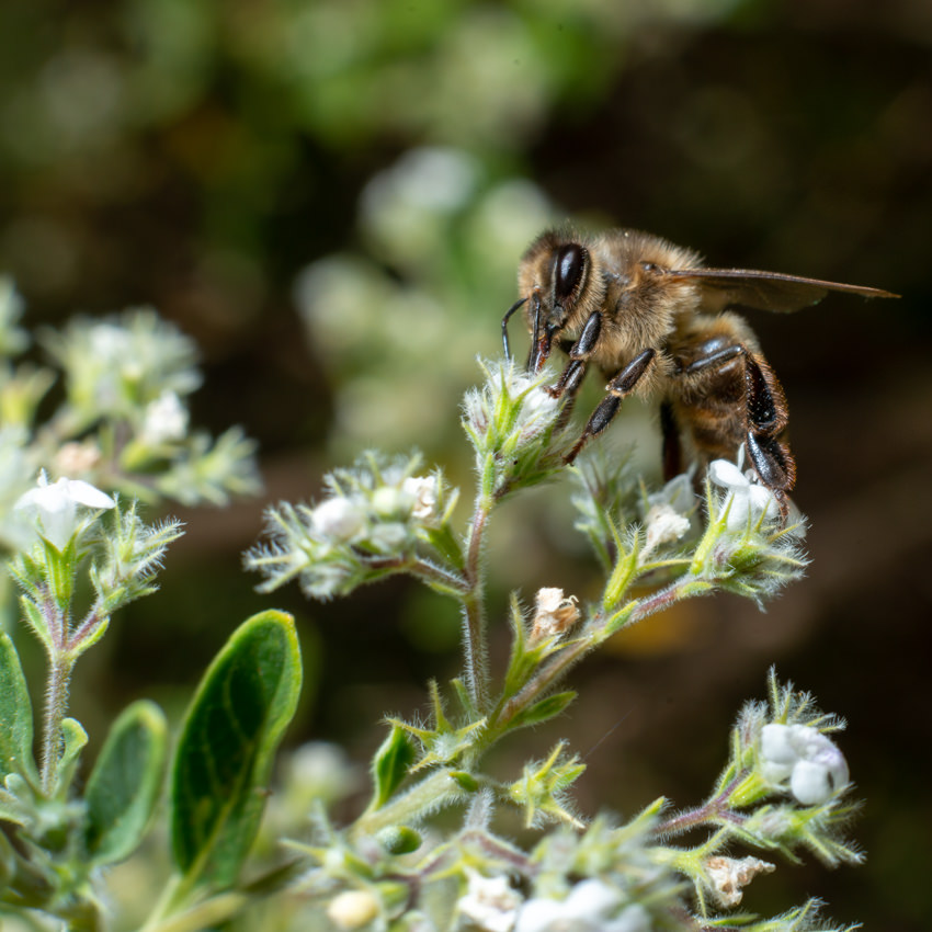 Abeja en flor de poleo