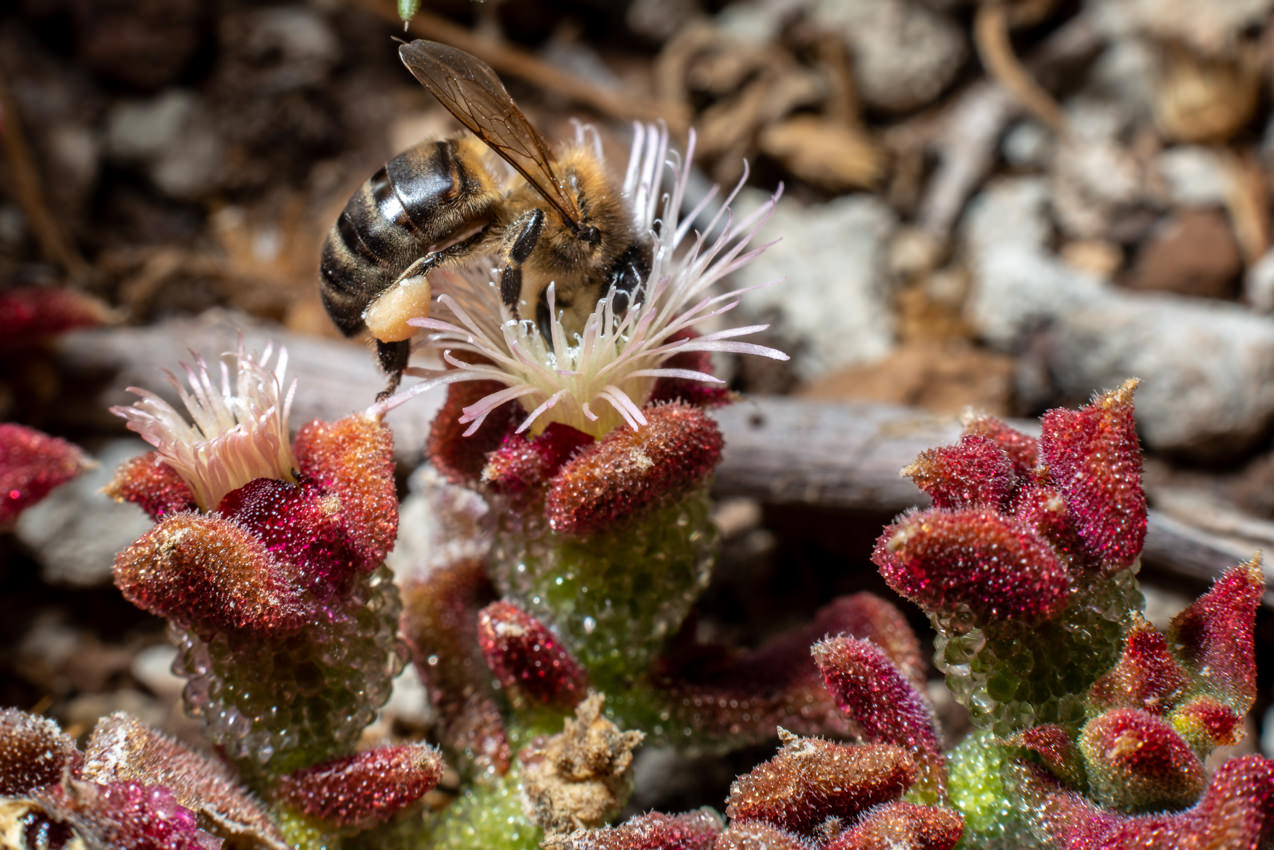 Abeja polinización en flor de barrilla