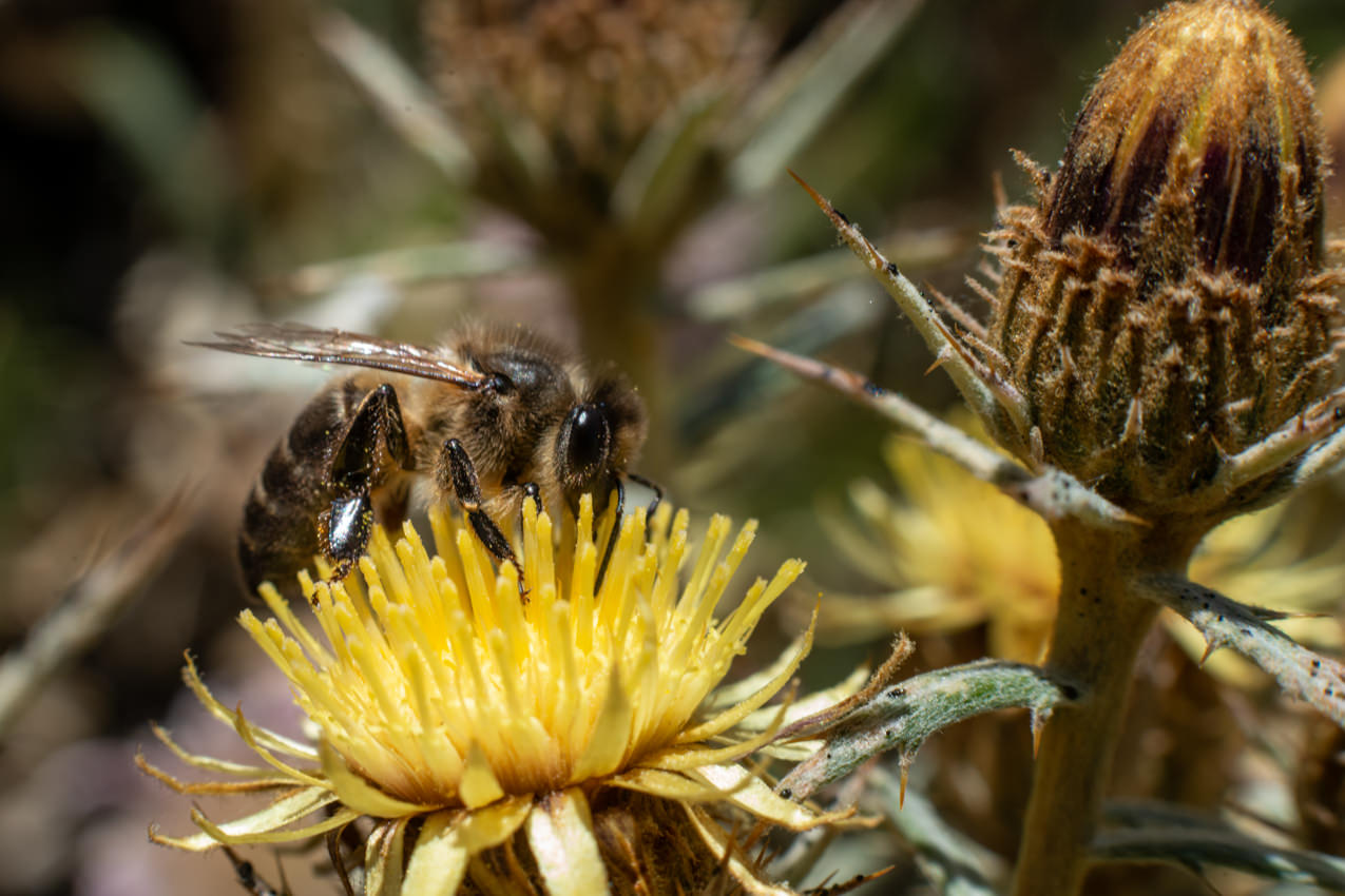 Abeja en cardo de Tenerife