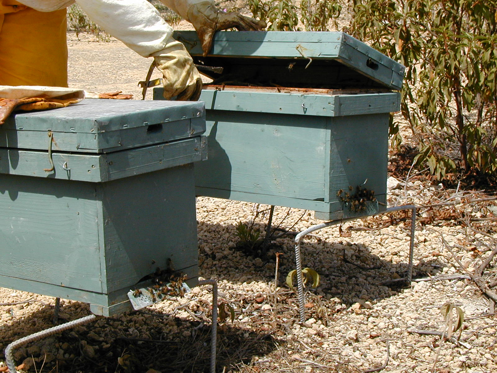 Núcleo abejas Tenerife