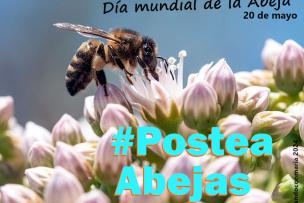 Concurso fotosabeja, DIA Mundial de la Abeja