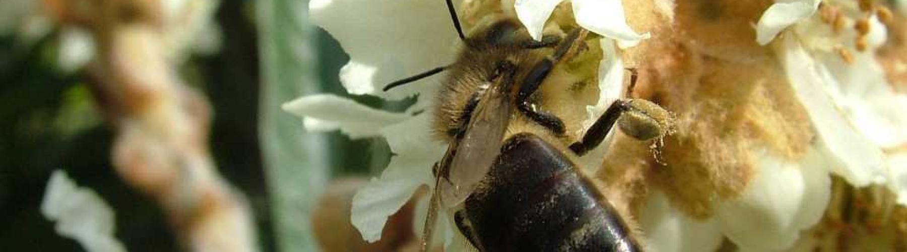 Abeja negra Miel de Tenerife